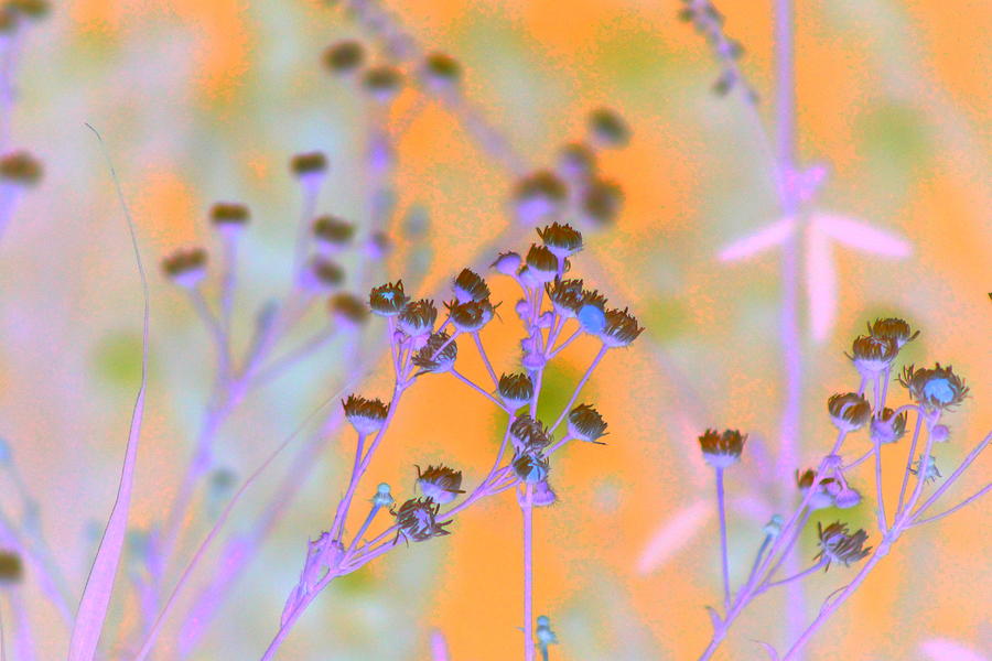 Abstract Mandarin and Periwinkle Wildflowers Photograph by Colleen Cornelius