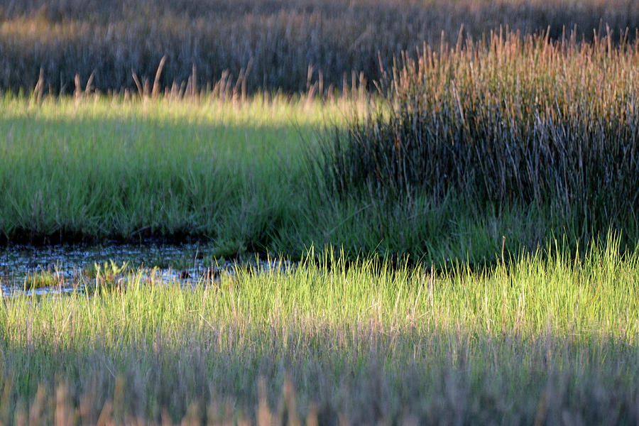 Abstract Marsh Grasses Photograph by Bruce Gourley