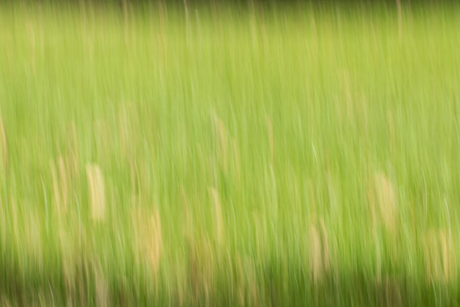 Abstract Meadow Photograph by Clare Bambers