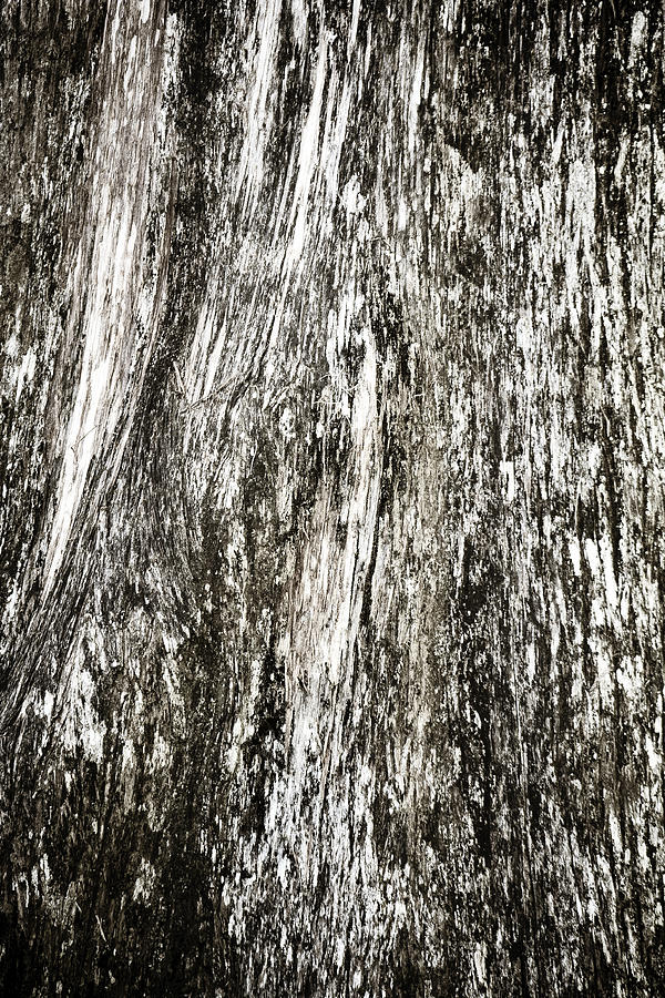 Abstract Monochrome Bark Photograph by Marilyn Hunt