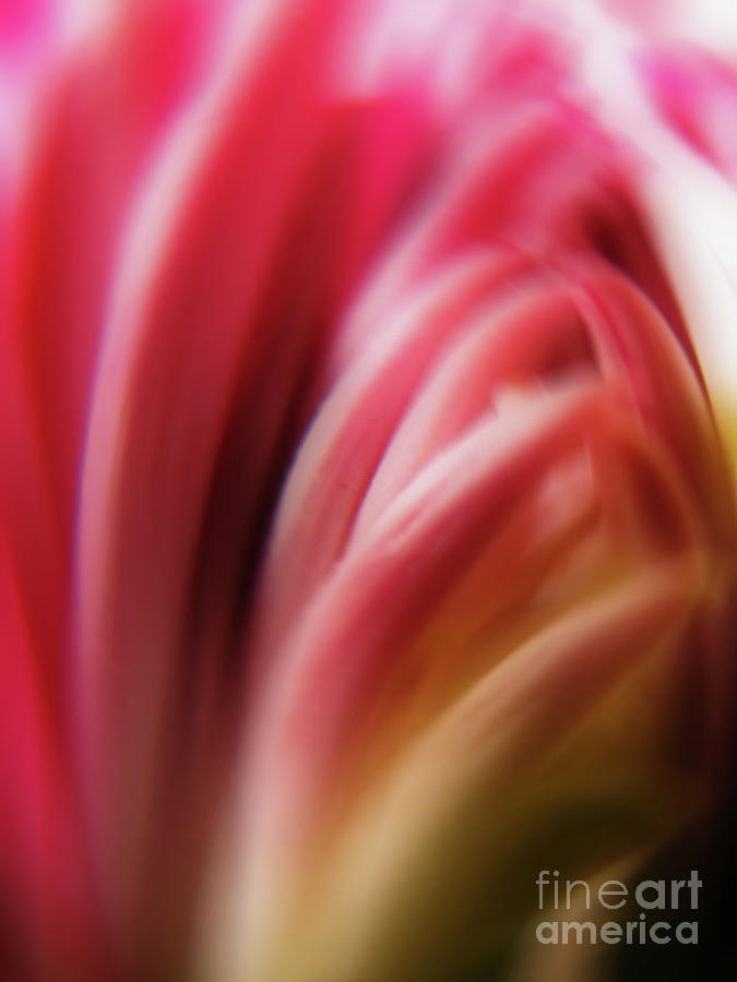 Abstract Mum Photograph by Kelly Holm
