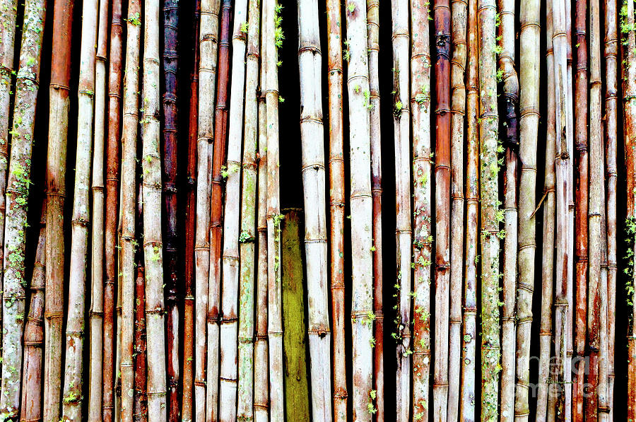 Abstract Nature Bamboo Shoots Photo 806 Photograph by Ricardos Creations