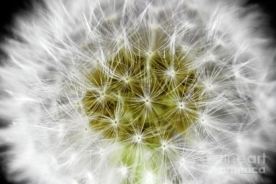Abstract Nature Dandelion Floral Maro White and Yellow A1 Photograph by Ricardos Creations