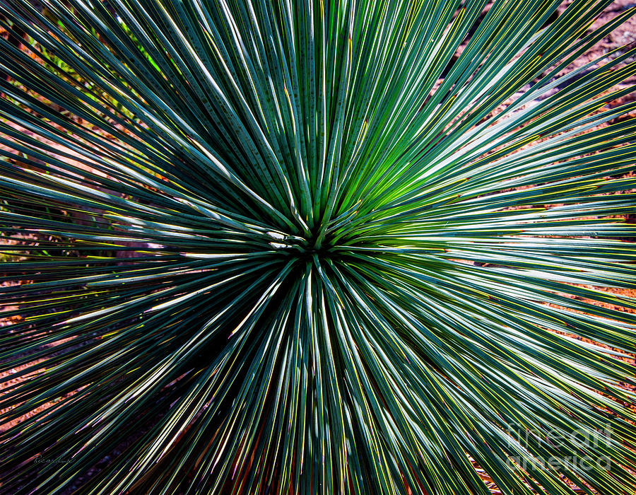 Abstract Nature Desert Cactus Photo 207 Blue Green Photograph by Ricardos Creations