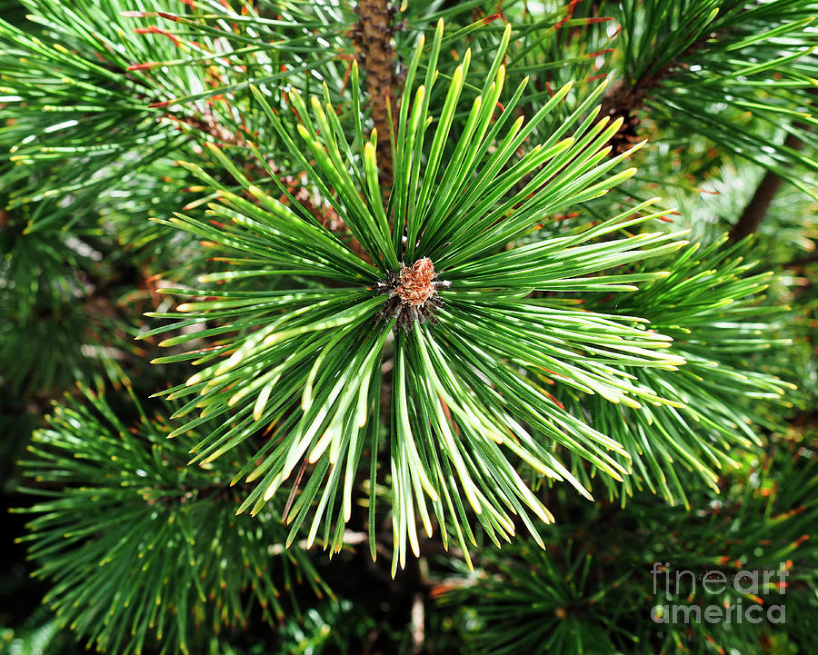 Abstract Nature Green Pine Tree Macro Photo 210  Photograph by Ricardos Creations