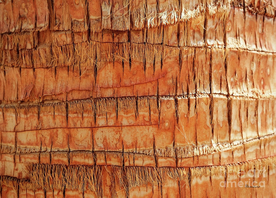 Abstract Nature Palm Tree Bark 704 Orange Photograph by Ricardos Creations