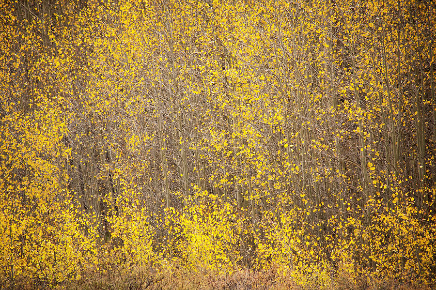 Abstract of Aspens Photograph by Marilyn Hunt