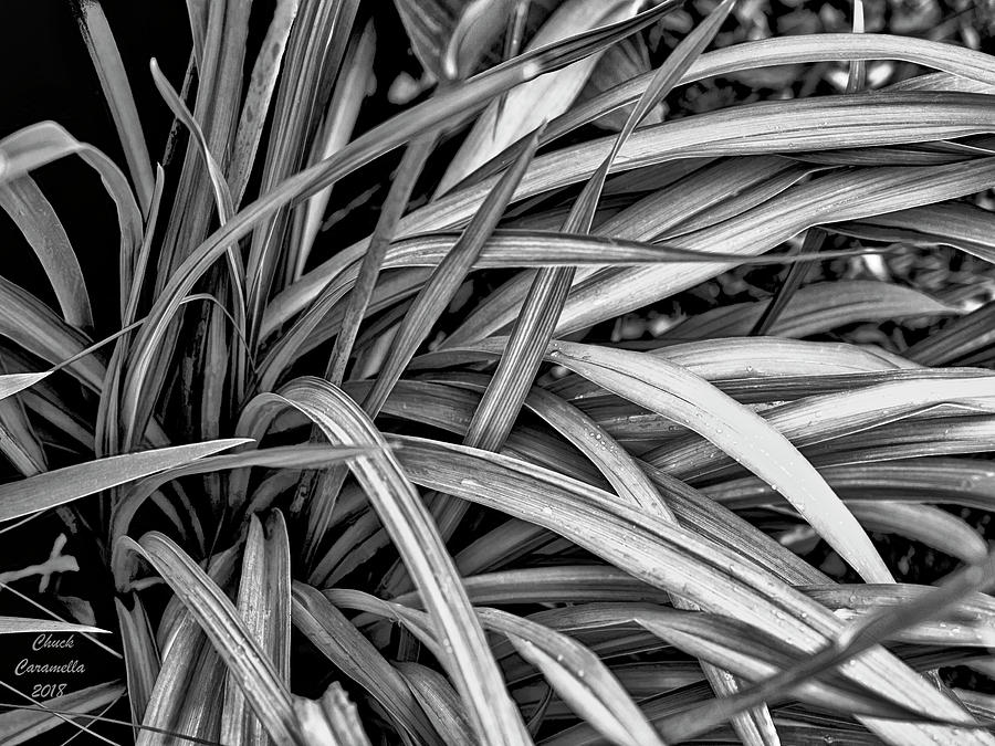 Abstract Of Leaves ... Photograph by Chuck Caramella