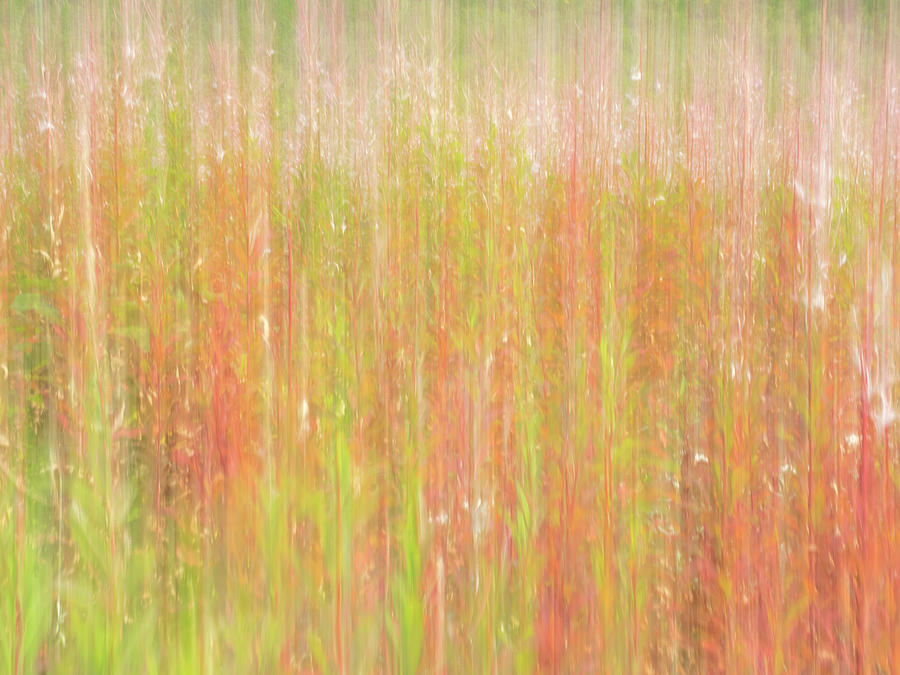 Abstract of Fireweed. Photograph by Usha Peddamatham