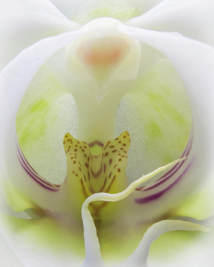 Abstract Orchid Photograph by Patti Deters