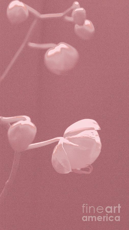 Abstract Orchids in Pink Photograph by Margie Avellino