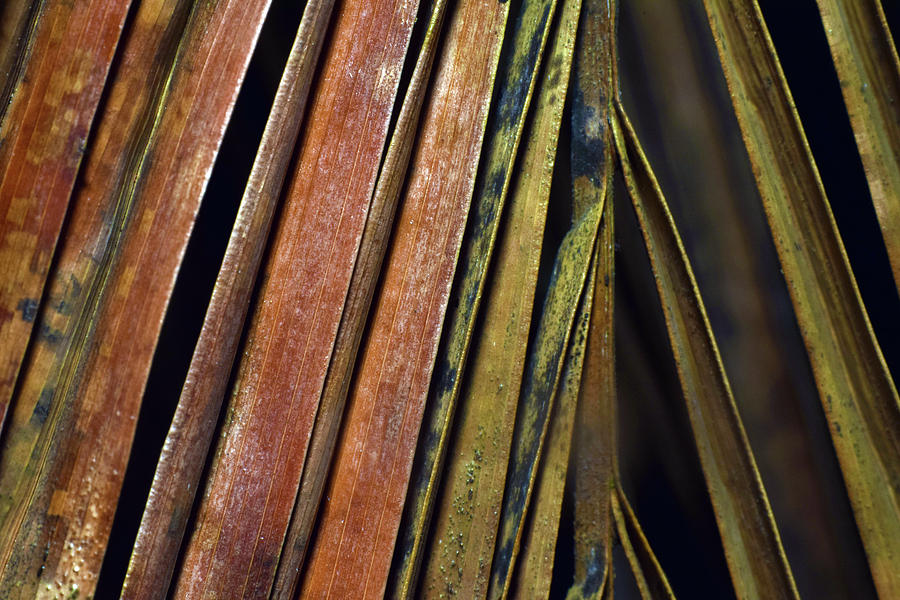 Abstract Palm Frond Photograph by Larah McElroy