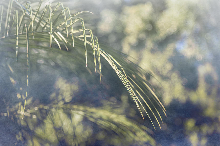 Abstract Palm Frond Photograph by Louise Hill