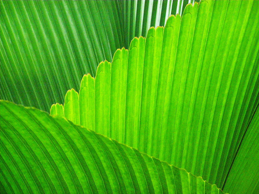 Abstract Palm Leaves Photograph by David Clode