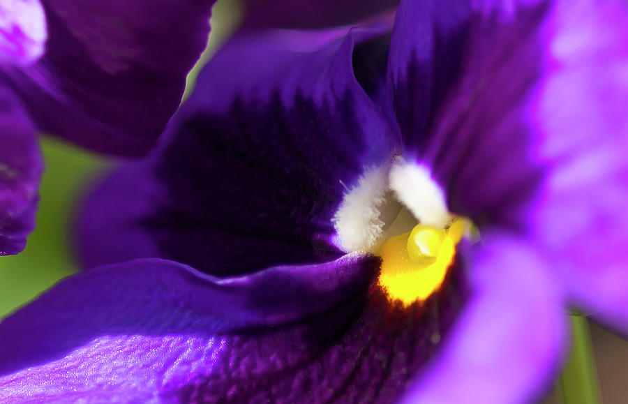 Abstract Pansy Photograph