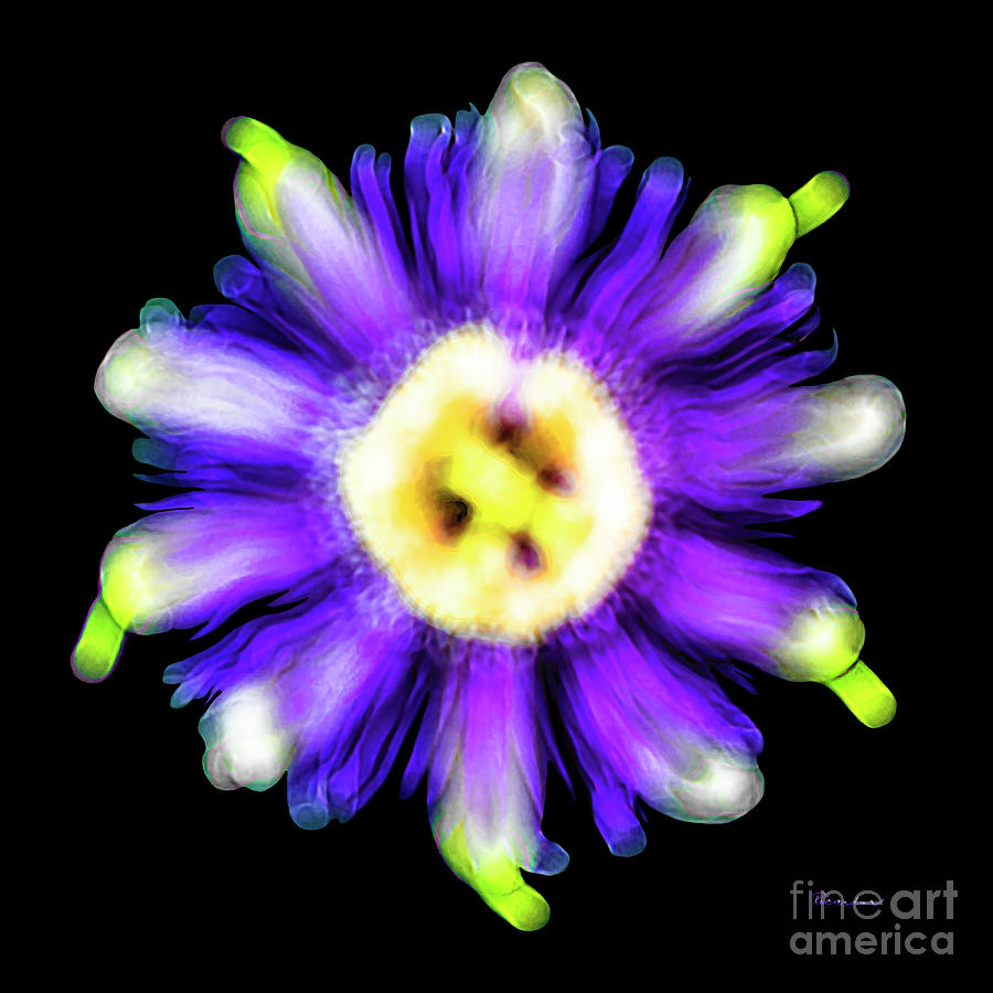 Abstract Passion Flower in Violet Blue and Green 002a Photograph by Ricardos Creations