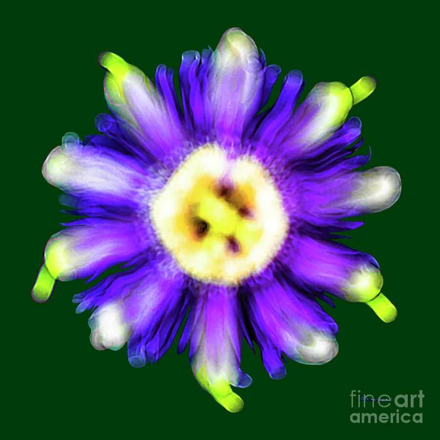 Abstract Photograph - Abstract Passion Flower In Violet Blue And Green 002g by Ricardos Creations Abstract Photograph - Abstract Passion Flower In Violet Blue And Green 002g by Ricardos Creations