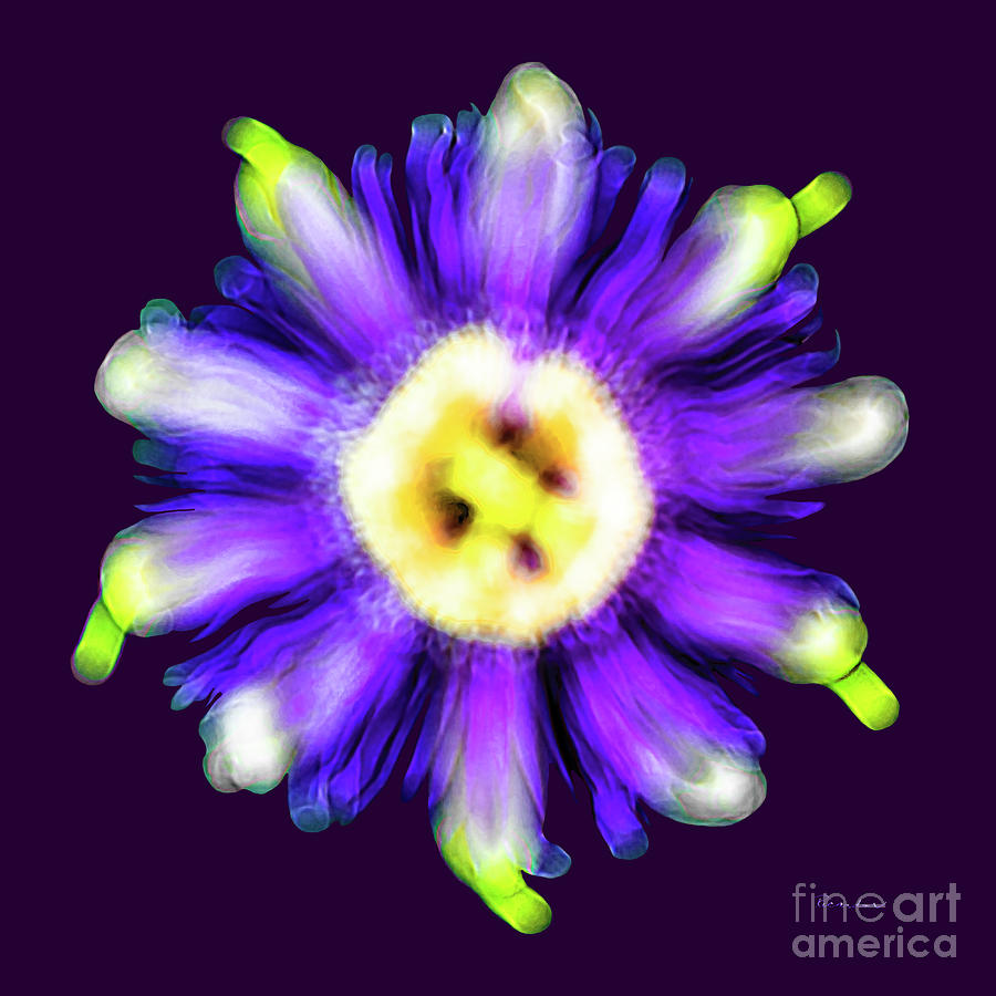 Abstract Passion Flower in Violet Blue and Green 002p Photograph by Ricardos Creations
