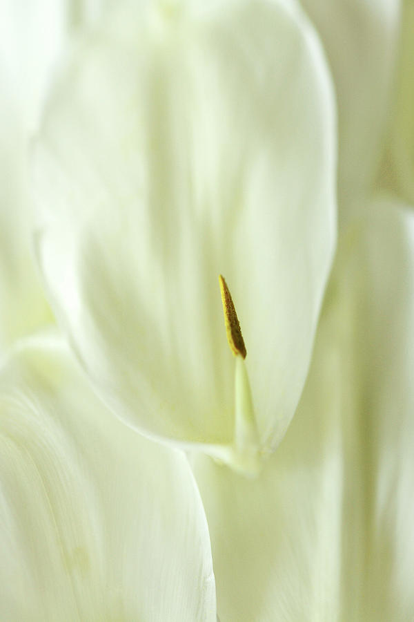 Abstract Petals Photograph by Cheryl Day
