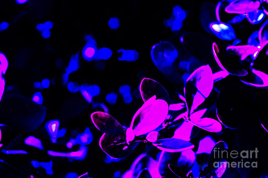 Abstract Phlox and Blue Photograph by David Frederick