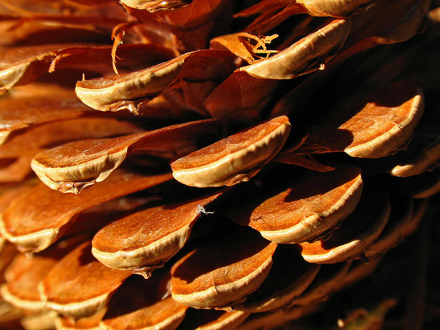 Abstract Pine Cone Photograph by Juergen Roth