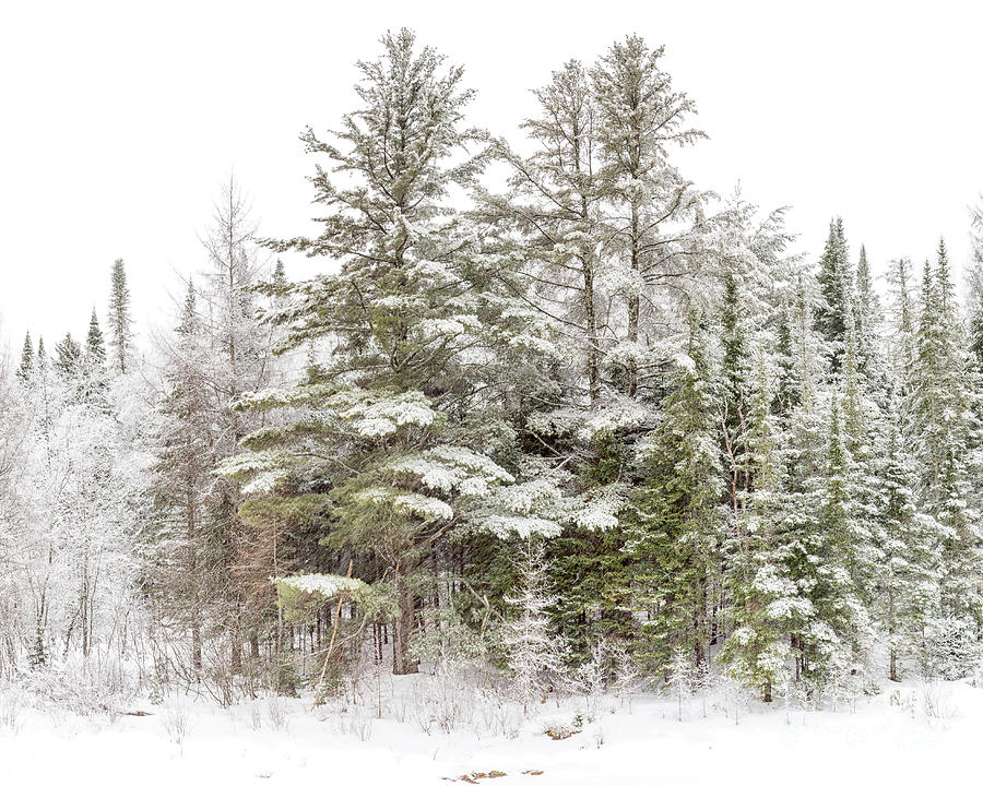 Evergreen Winter Photograph by Rod Best