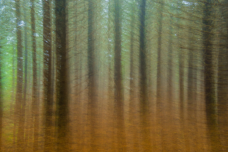 Abstract Pines Photograph by Joye Ardyn Durham