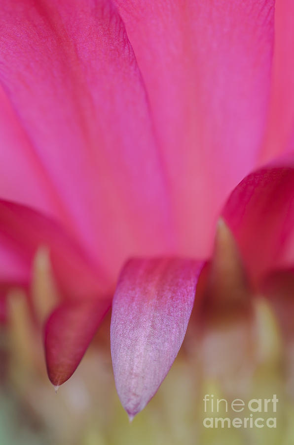 Abstract Pink Cactus Flower Photograph by Tamara Becker