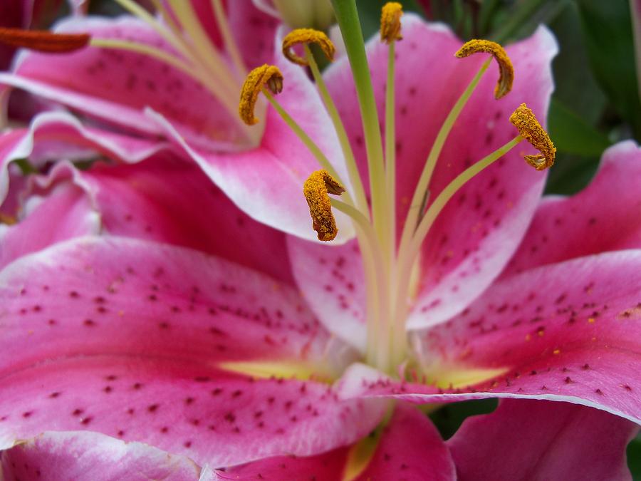 Abstract Pink Lily1 Photograph by Corinne Elizabeth Cowherd