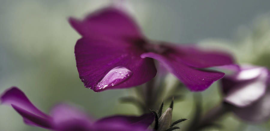 Abstract Purple Phloxy Lady  Photograph by Tracy Winter