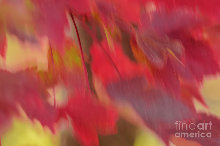 Abstract Red Maple Leaves Photograph by Tamara Becker