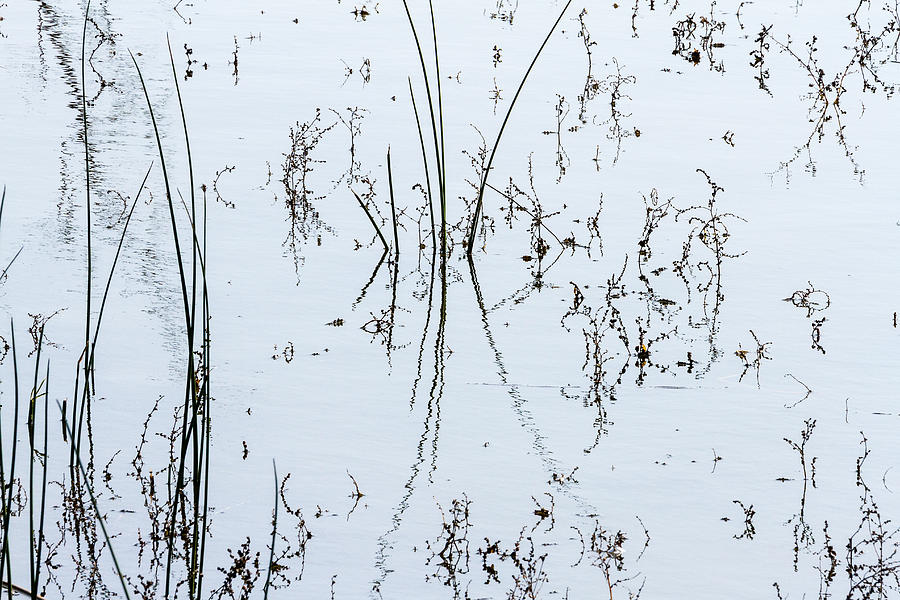 Abstract - Reeds in Water Photograph by Ben Graham