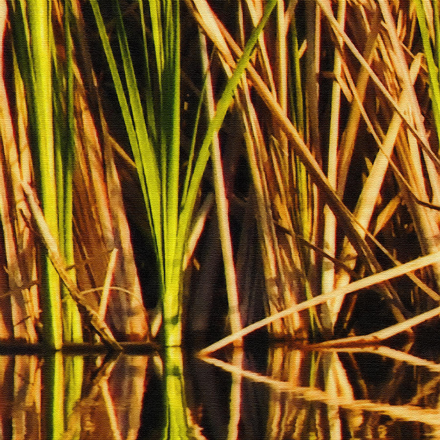 Abstract Reeds Triptych Top Photograph by Steven Sparks