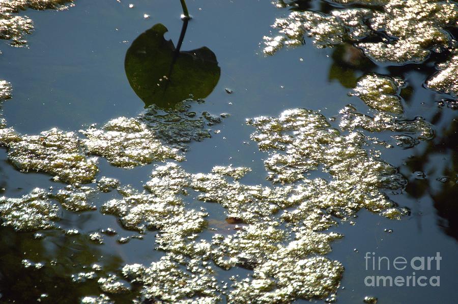 Abstract Reflections  #6 - Nature Art Photograph by Robyn King