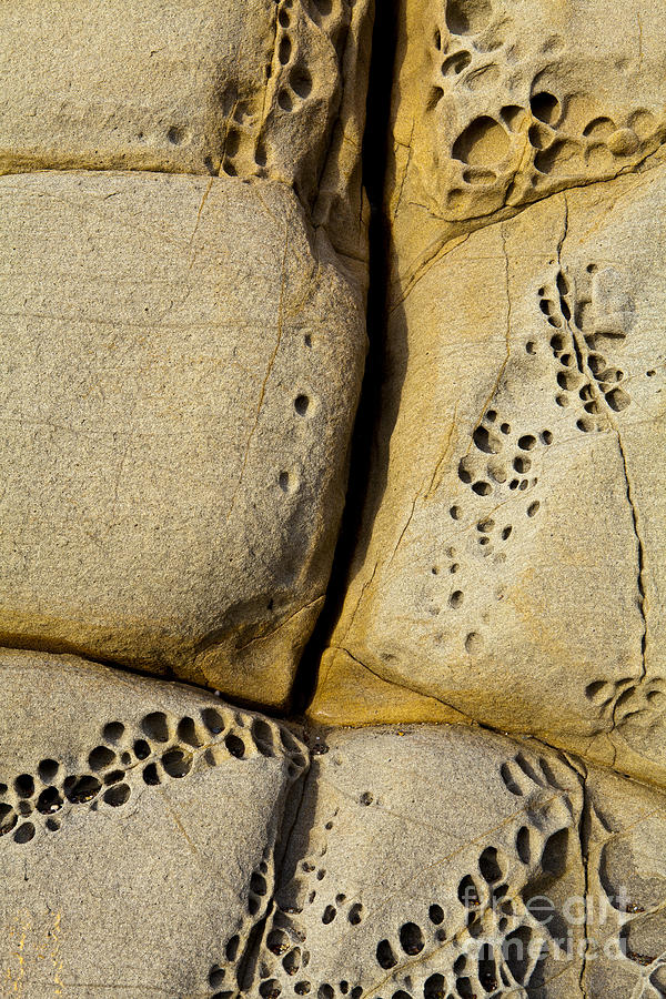 Rock Photograph - Abstract Rock Pocked with Holes and Divided by Lines by Sharon Foelz Rock Photograph - Abstract Rock Pocked with Holes and Divided by Lines by Sharon Foelz