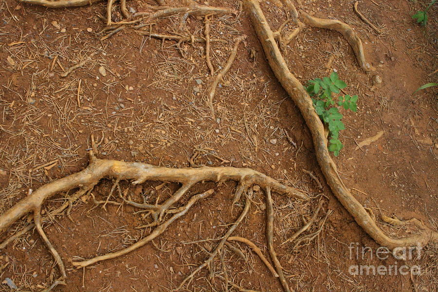 Abstract Roots Photograph by Mary Mikawoz
