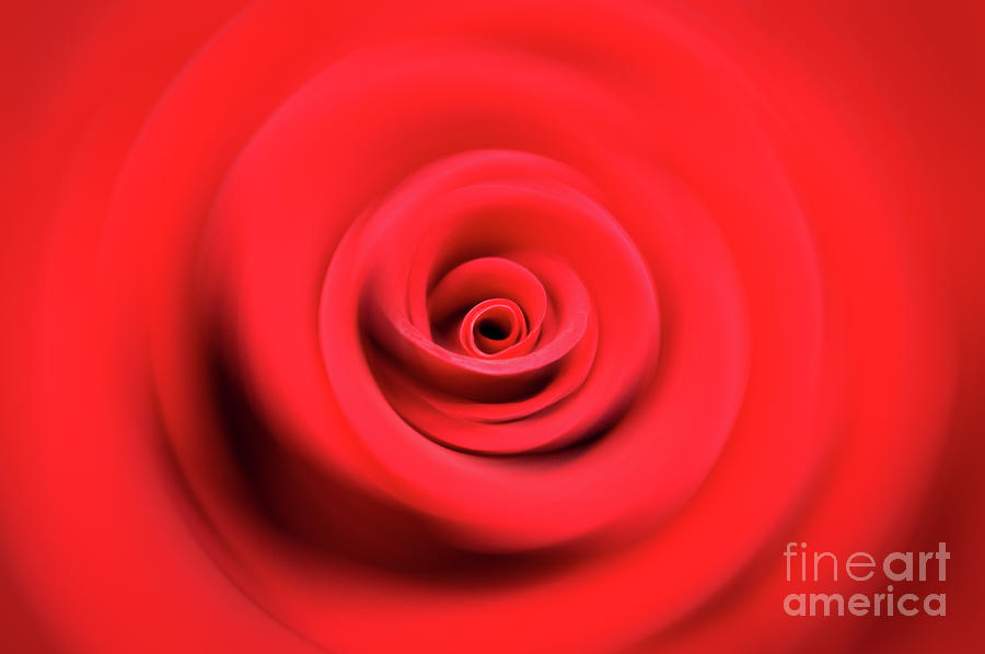 Abstract red rose swirl Photograph by Delphimages Photo Creations