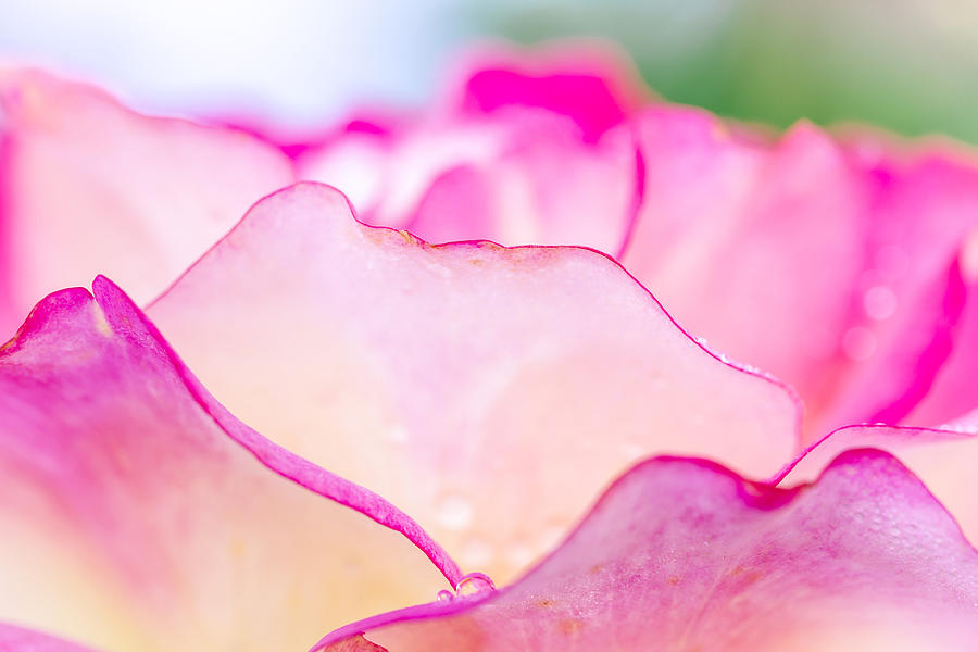 Abstract Rose Petals Photograph by Teri Virbickis