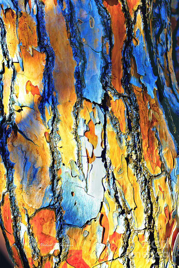 Abstract Saturated Tree Bark Photograph by Richard J Thompson