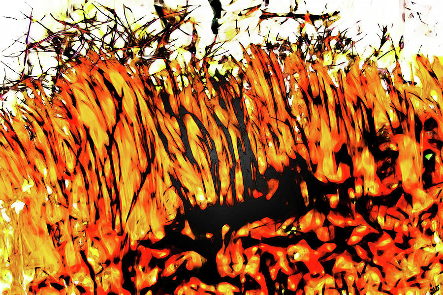 Abstract Saw Grass IV Photograph by Gina OBrien