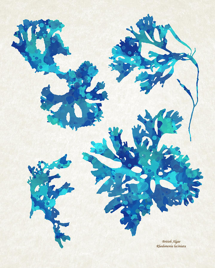 Abstract Seaweed Art Rhodomenia Laciniata Mixed Media by Christina Rollo