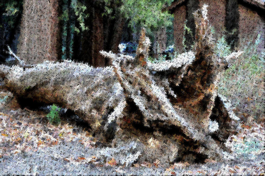 Abstract Sequoia Tree Photograph