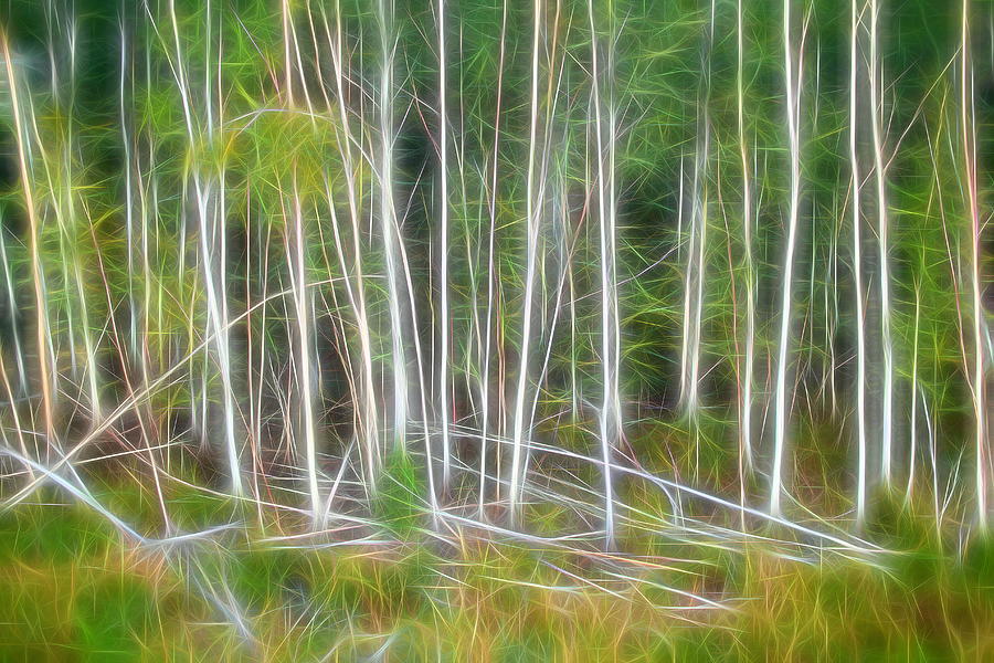 Abstract Silver Birches One Digital Art by Mo Barton