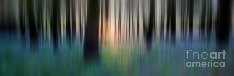 Abstract Photograph - Spring Forest by Rod McLean
