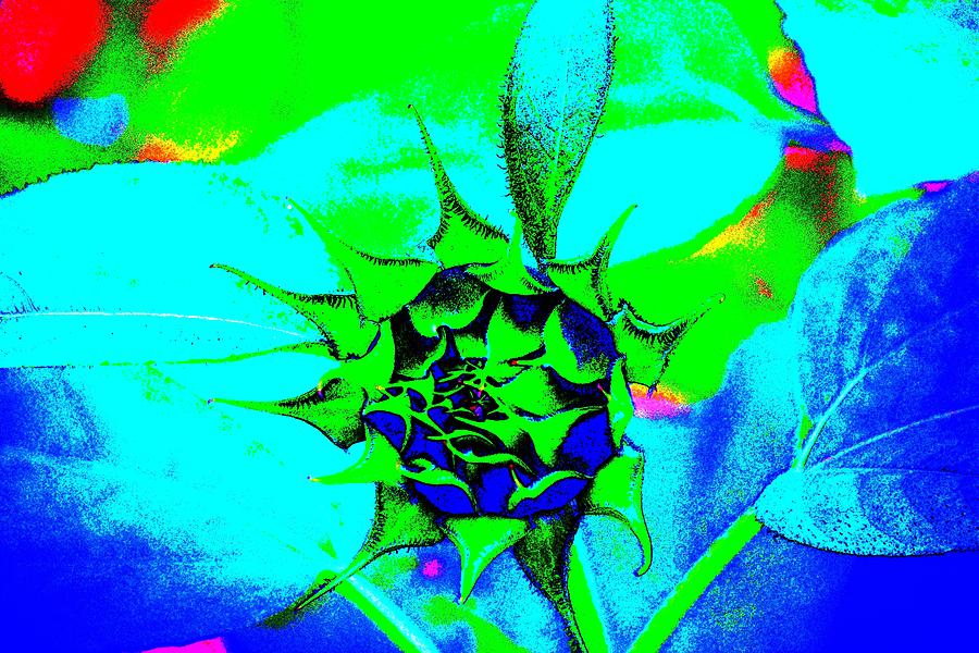 Abstract Sunflower Bud Photograph