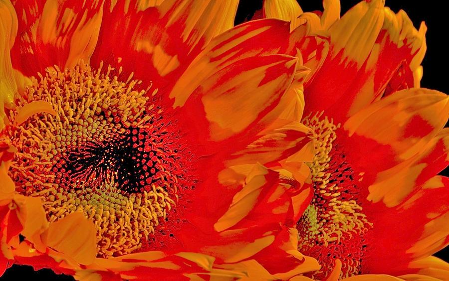 Abstract Sunflowers Photograph by Eileen Brymer