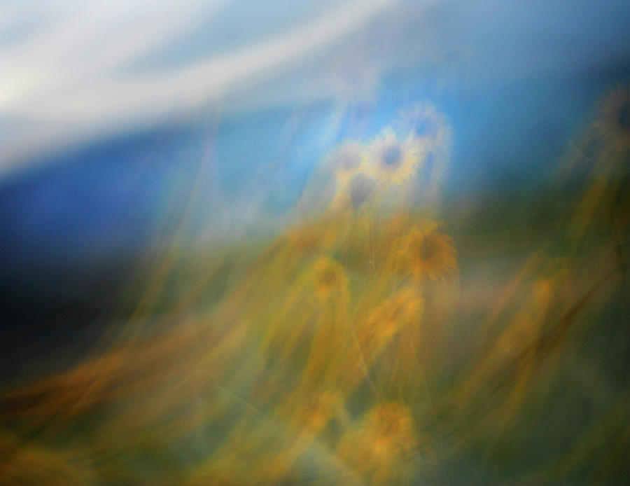 Abstract sunflowers Photograph by Marilyn Hunt