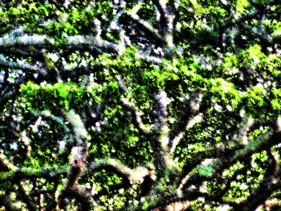 Abstract Tree 242 Photograph