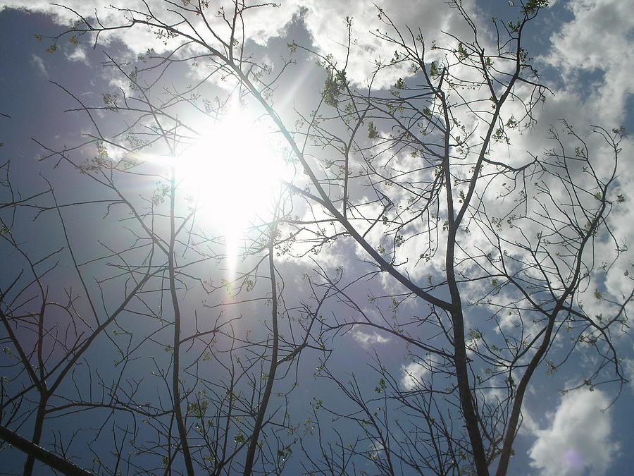 Abstract Tree And Sun Photograph