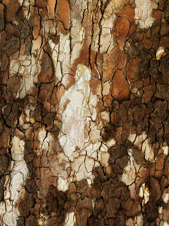 Abstract Tree Bark Photograph by Marsha Heiken